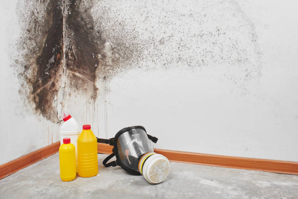 Mold Remediation for Rental Properties in Keansburg, NJ